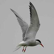 Common Tern