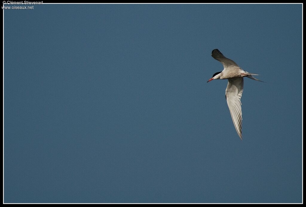 Common Tern