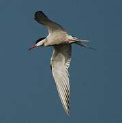 Common Tern