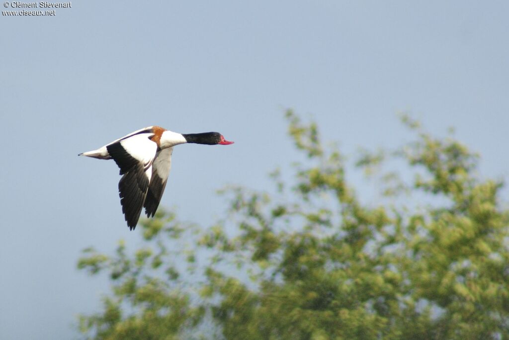 Common Shelduckadult