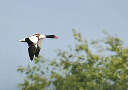 Common Shelduck