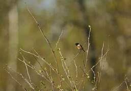 European Stonechat