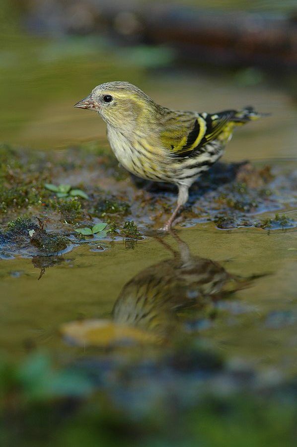 Eurasian Siskin