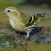 Eurasian Siskin