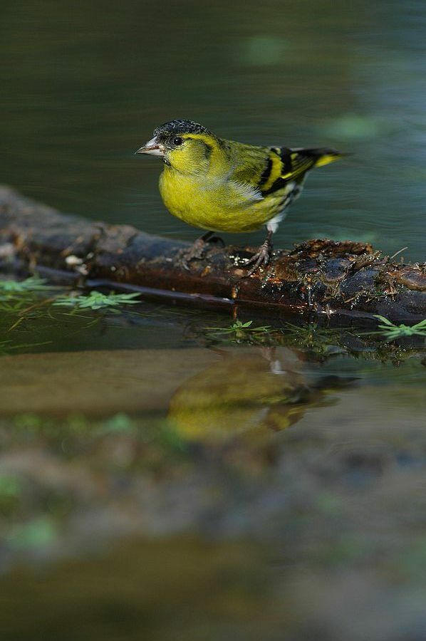 Eurasian Siskin