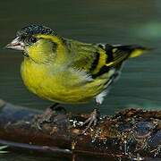 Eurasian Siskin