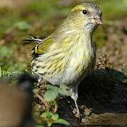 Eurasian Siskin