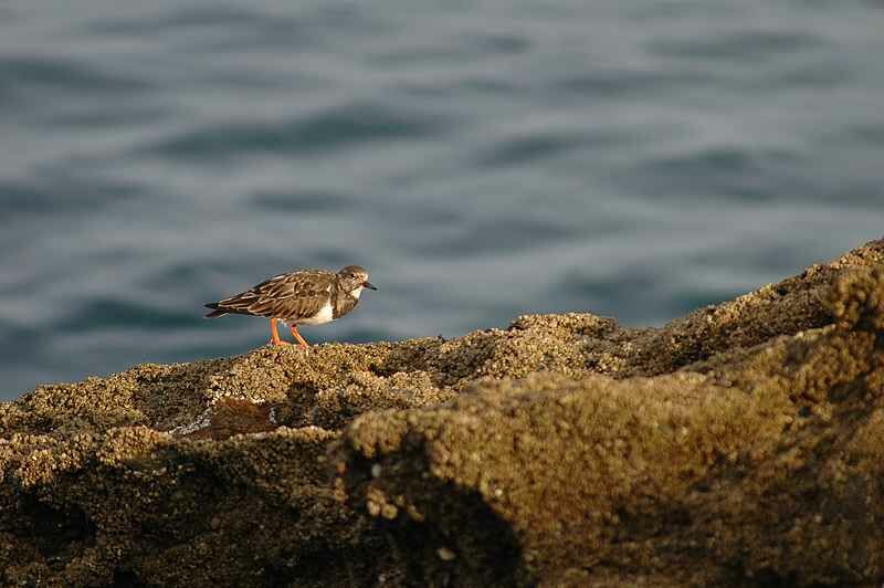 Ruddy Turnstone