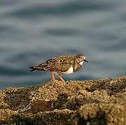 Ruddy Turnstone