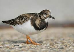 Ruddy Turnstone