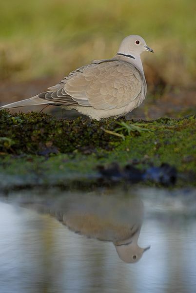 Eurasian Collared Dove