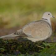 Eurasian Collared Dove