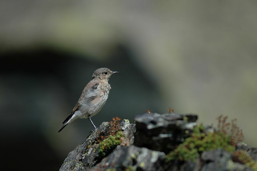 Northern Wheatear