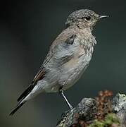 Northern Wheatear