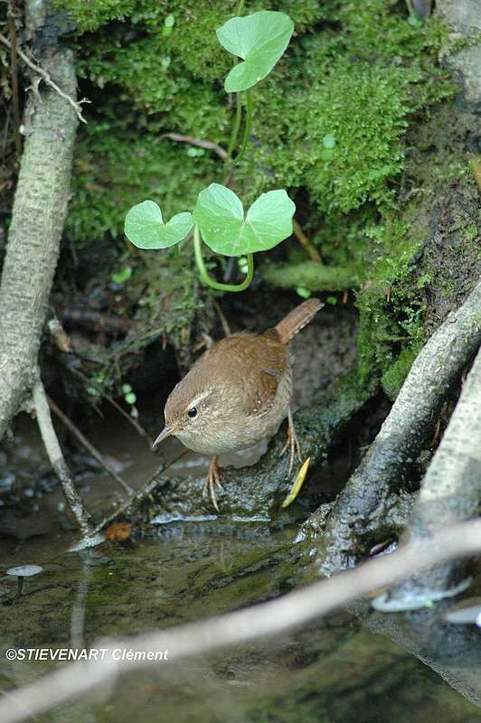 Eurasian Wren