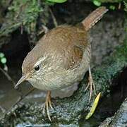 Eurasian Wren