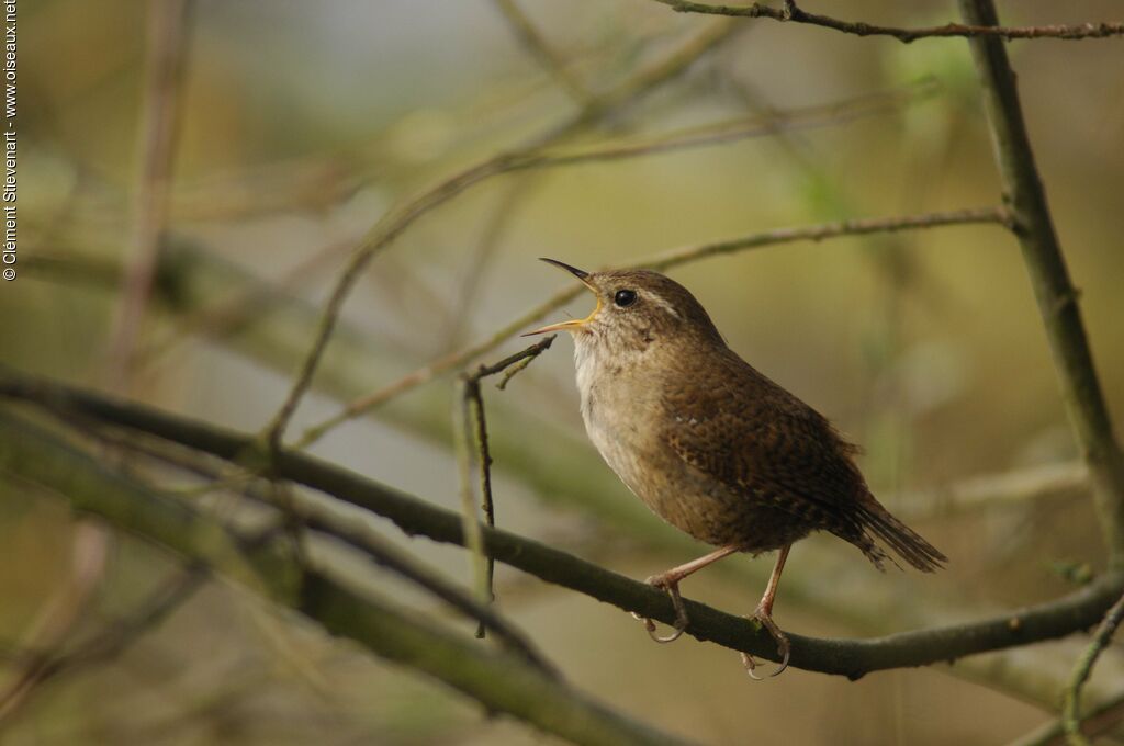 Eurasian Wren