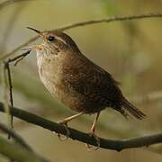 Eurasian Wren