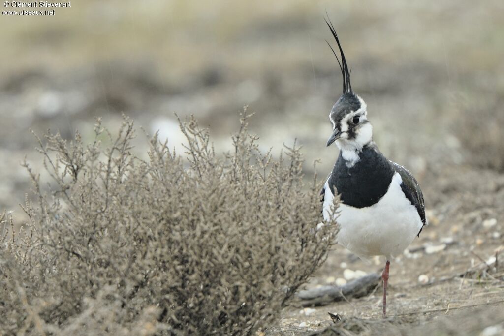 Northern Lapwing