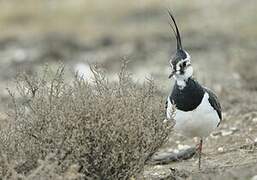 Northern Lapwing