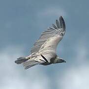 Griffon Vulture