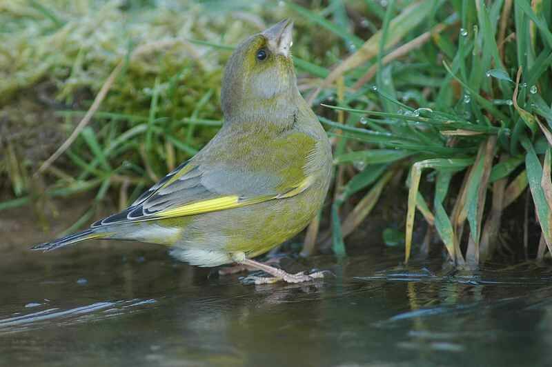 European Greenfinch