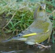 European Greenfinch