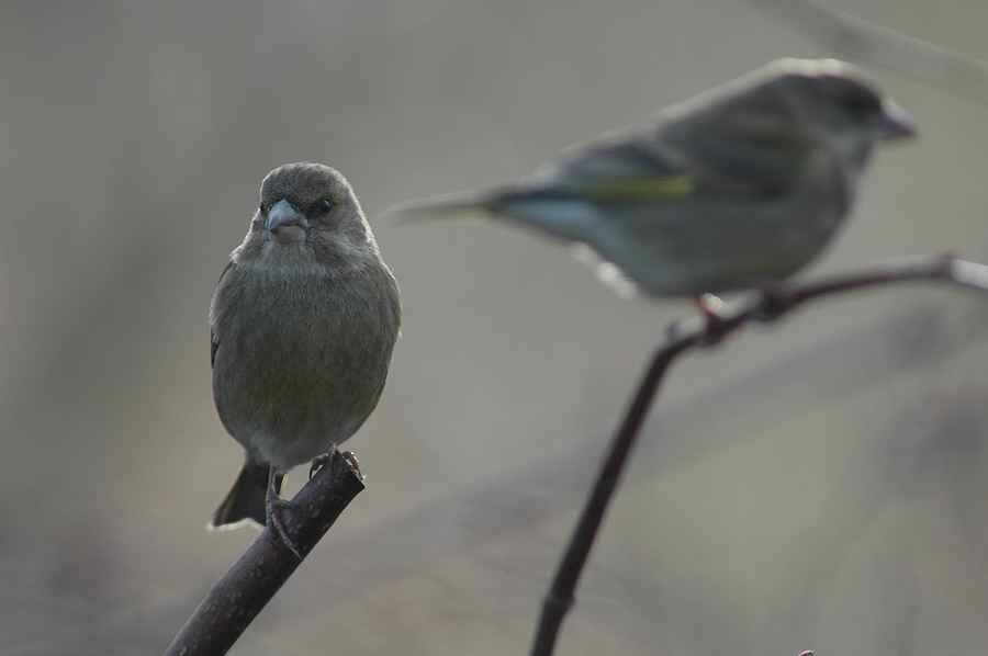 European Greenfinch