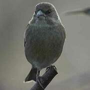 European Greenfinch