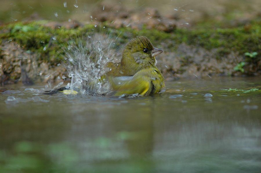 European Greenfinch