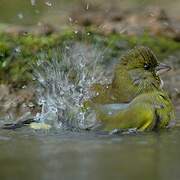 European Greenfinch