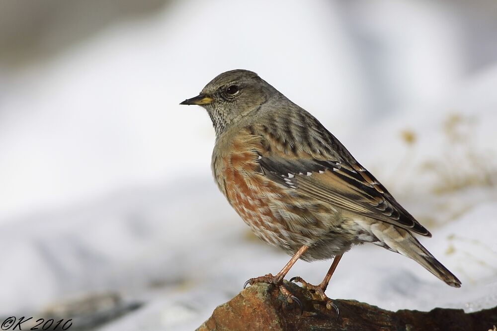 Accenteur alpinadulte internuptial