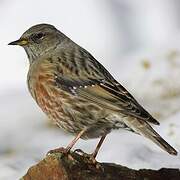 Alpine Accentor