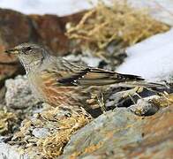 Alpine Accentor