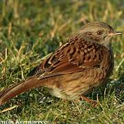 Dunnock