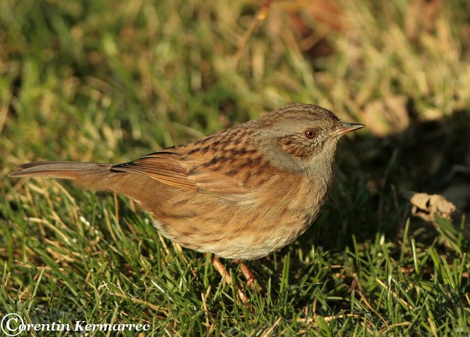 Dunnockadult post breeding