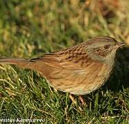 Dunnock