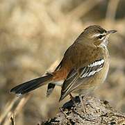 White-browed Scrub Robin