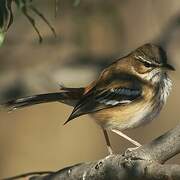 White-browed Scrub Robin