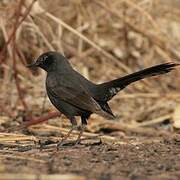 Black Scrub Robin