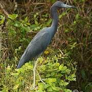 Little Blue Heron