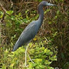 Aigrette bleue