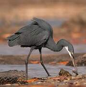 Western Reef Heron