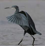 Aigrette des récifs