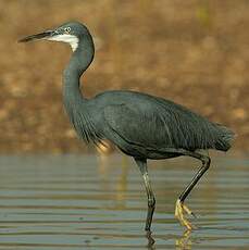 Aigrette des récifs