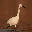 Aigrette garzette