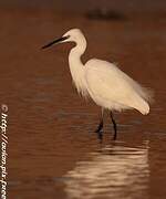 Little Egret