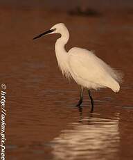 Aigrette garzette