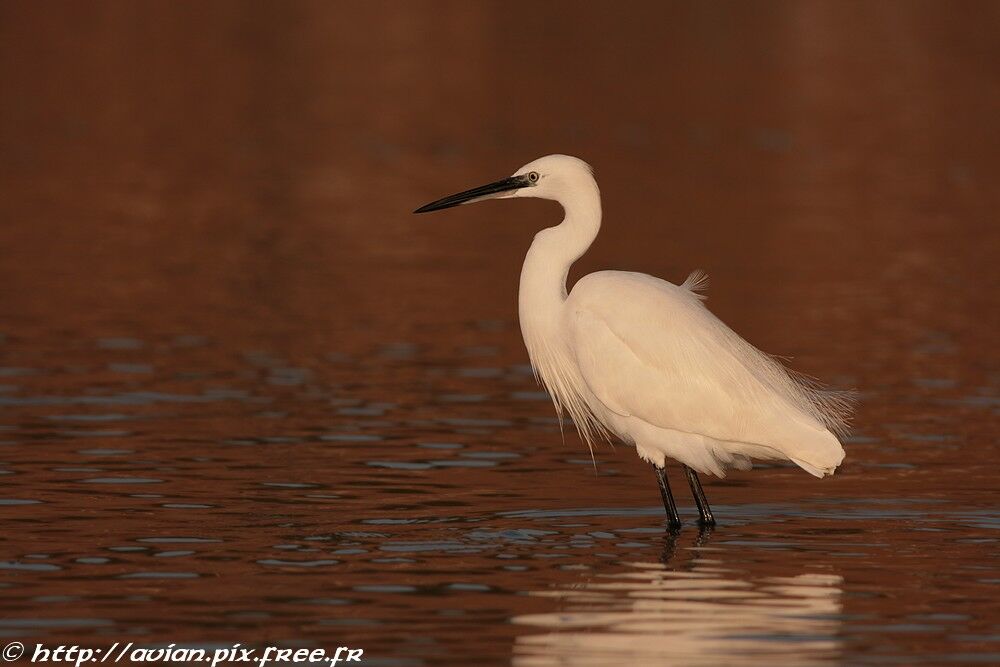 Little Egretadult breeding