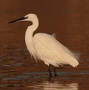 Little Egret